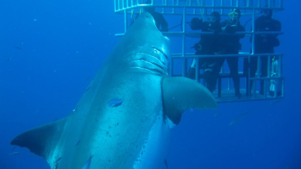 28 foot deep blue shark